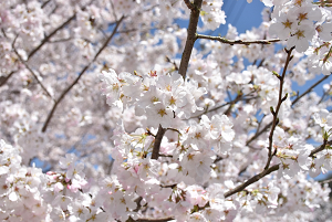 前山ダム桜の写真