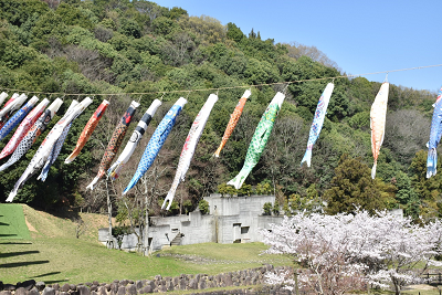 門入の郷桜の写真2