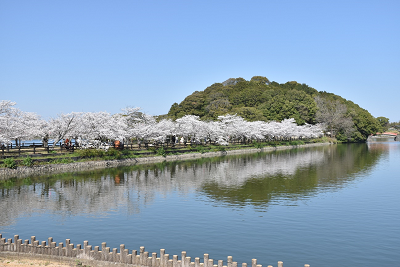 亀鶴公園桜の写真1