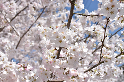 前山ダム桜の写真1