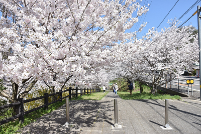前山ダム桜の写真2