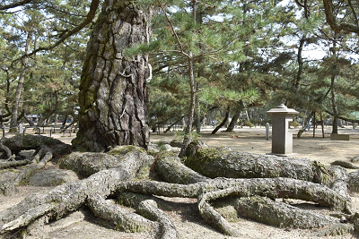 根上がり松