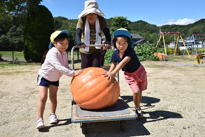 カボチャを運ぶ園児ら