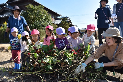 芋のツルを引っ張る園児ら