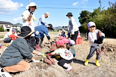 サツマイモを掘る園児ら6