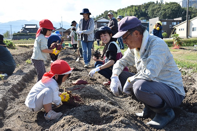 サツマイモを掘る園児ら7