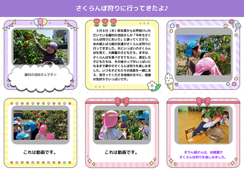 さくらんぼ狩りの様子1