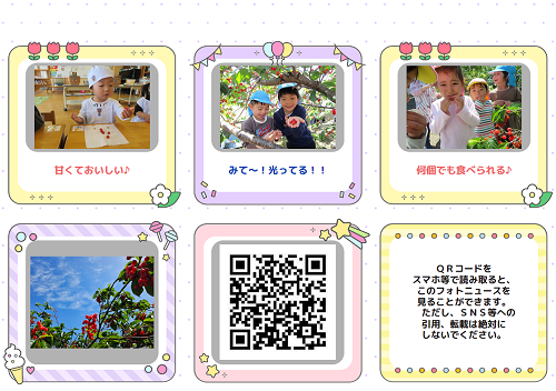 さくらんぼ狩りの様子2